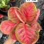 Aglaonema  Sombat Siam red round leave A-42