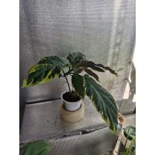 Clerodendron quadriloculare variegated