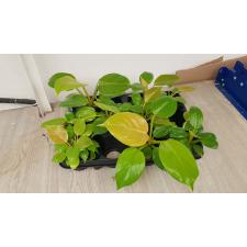 Philodendron sp yellow (дынька) 6 cm pot