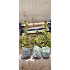 Hoya kerrii var.albo-marginata(белый край листа