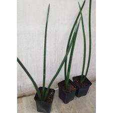 sansevieria cylindrica s