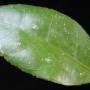 Hoya sp.632 IML1398 (aff callistophylla)                632