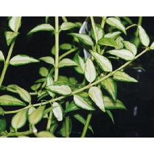 HOYA BELLA MARGIN VARIEGATA  (белый центр)   (ExPL)    HO