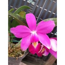 Dischidia singularis 4+