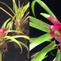 Neoregelia pendula.