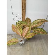 Aglaonema Chocolate /orange all star A-133