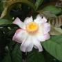 Gustavia gracillima
