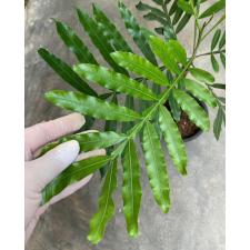 Filicium decipiens (Japanese Fern Tree 115