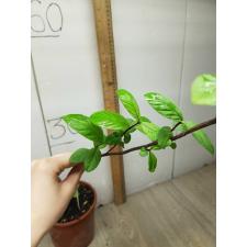 Psidium guajava (red leaf) 234