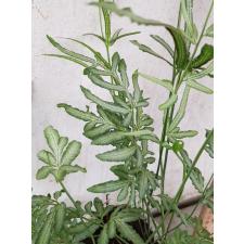 Pteris ensiformis victoriae 1100p