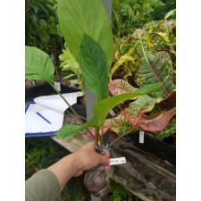 Tacca chantrieri 794