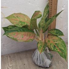 Аглаонема Пракайпет Гибрид. / Aglaonema Prakaipet hybrid A-65