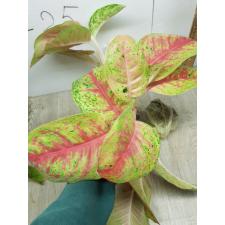 Aglaonema Maha Sethee A-80