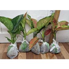 Аглаонема Хенг Хенг - зеленая / Aglaonema Heng Heng - green A-28