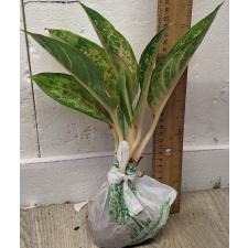 Аглаонема Индиана Кинг / Aglaonema Indiana King A-30