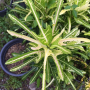 Codiaeum (T37).