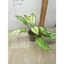 Aglaonema SP-13 Galaxy Green star стакан