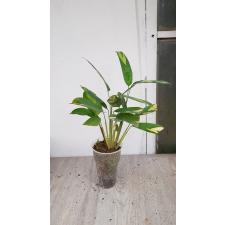 ctenanthe golden mosaic' 350р.