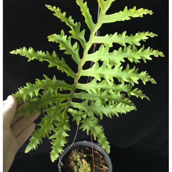 Phlebodium aureum cv. Special Mandaianum