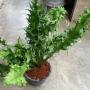 Polypodium ‘Boyton Beach’ x Microsorum sp.(T03) Africa.