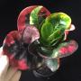 Codiaeum Manee Noparat