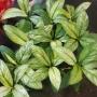 Spathiphyllum cannifolium (white variegated).