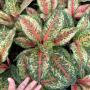 Aglaonema  10 Karat A-1