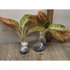 Aglaonema Sub mongkol - orange (stardust) A-121