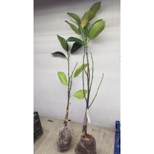 Артокарпус разнолистный ‘Кхао Мук Сиам’ (привитый, белая мякоть) / Artocarpus heterophyllus 'Khao Mook Siam' (grafted)(white fleash)