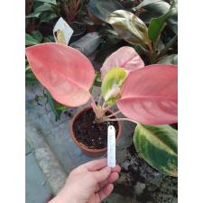 Aglaonema Chang Daeng №2 pot