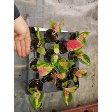 Aglaonema 6 cm pot
