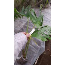 Monstera sp.(T02) (mature leaf).