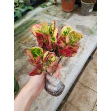 Codiaeum A25 Lady bug