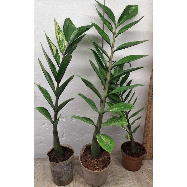Замиокулкас замифолия варегатная (короткий лист) / Zamioculcas zamiifolia variegated (short leaf) (M)