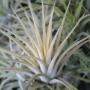 T. ionantha 'Druid' S