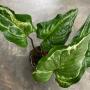 Cyanastrum cordifolium variegated