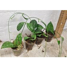 Хойя Крассиопетиолата Сплеш / hoya crassipetiolata splash (S)