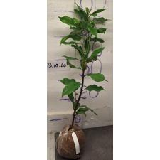 Сизигиум ароматикум. / Syzygium aromaticum (Гвоздичное дерево)