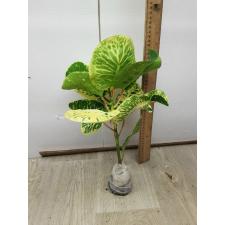 Codiaeum A66 Kong gra phun