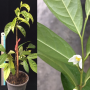 Anaxagorea luzonensis (seedling).