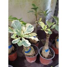 Adenium sp 7581