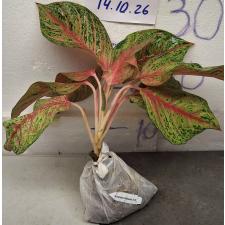 Аглаонема Мисс Таиланд. / Aglaonema Miss-Thailand A-92