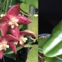 Hoya imperialis (long leaf)(pink flower)(#110).