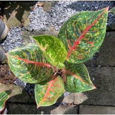 Aglaonema Boxing 7 уценка 1400р