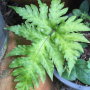 Pteris sp.(T02) variegated.