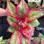 Aglaonema  Rich no.2  A-63