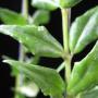 Hoya lanceolata ssp. Lanceolata         611