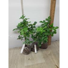 Murraya paniculata 'Snowball' (oval leaf) 188