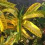 Codiaeum Ram's Horn