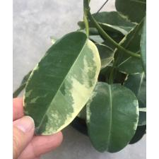 Stephanotis Floribunda 'alpine' 12 cm pot